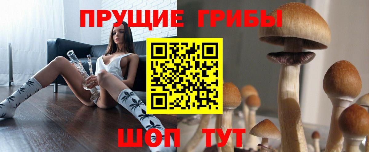 Галлюциногенные грибы Psilocybe Новоалександровск